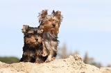 YORKSHIRE TERRIER 025